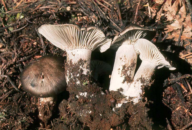 Hygrophorus marzuolus
